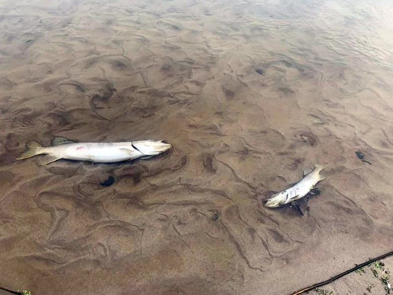 Śnięte ryby w rzece Czerwonej