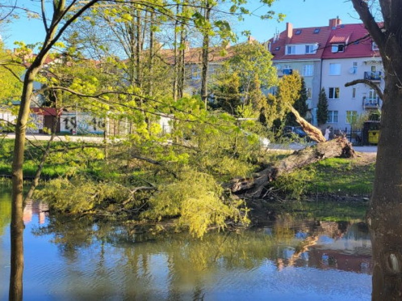 Drzewo padło do kanału, Wody Polskie nie chcą go usunąć 