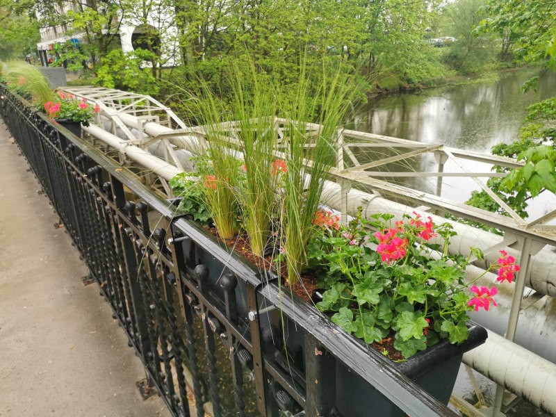 Kwiaty powróciły na most na Łopuskiego