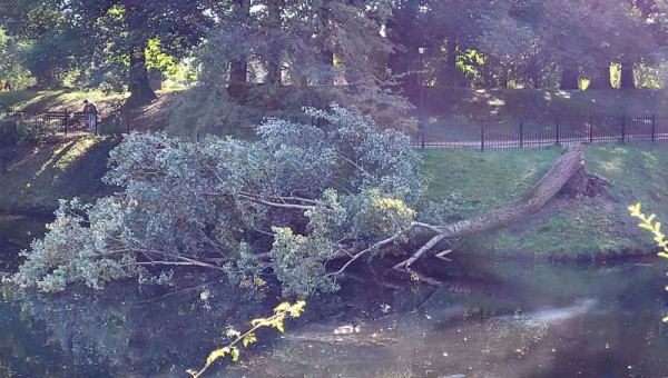 Padło kolejne drzewo w Parku Dąbrowskiego