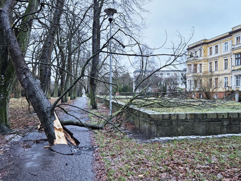 Drzewo złamało się w Parku Teatralnym