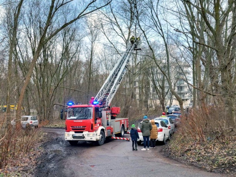 Pochylone drzewo zagrażało pieszym i pojazdom, interweniowali strażacy