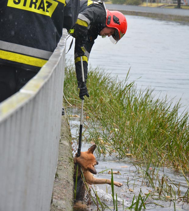 Strażacy uratowali psa w Parsęcie