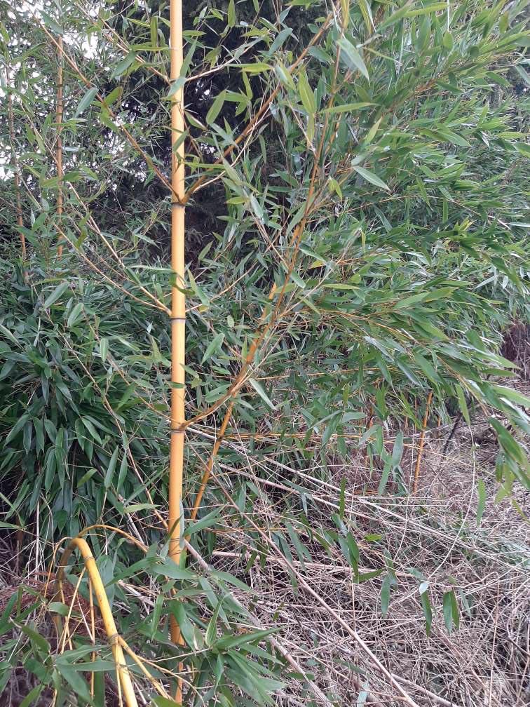 bambus kołobrzeg